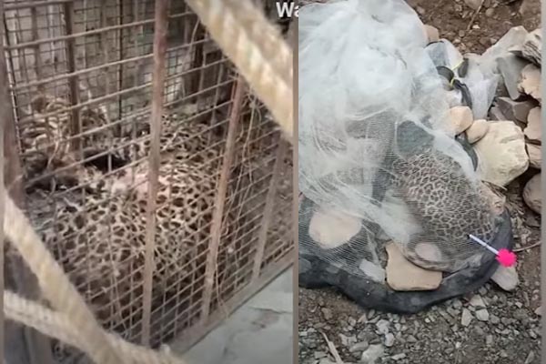 चंबा में पिंजरे में कैद हुआ तेंदुआ, कई भेड़-बकरियों का बना चुका था शिकार