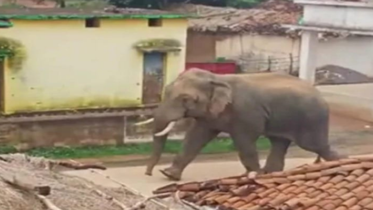 Gorakhpur Elephant 1