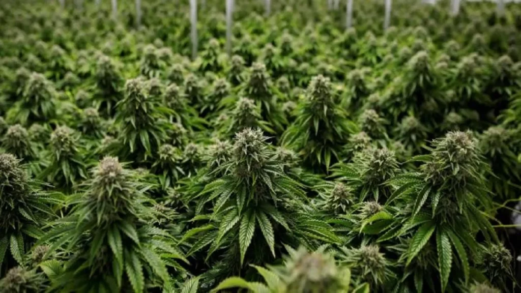 कर्ज में डूबे हिमाचल के लिए औषधि बनेगी भांग की खेती?