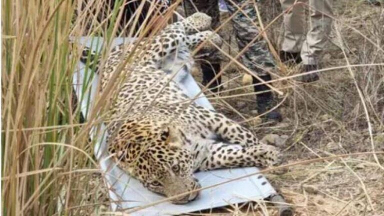 बनगढ़ जंगल में कडक्की में फंसा था, वन विभाग व पुलिस