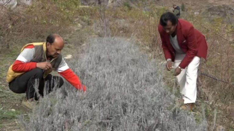 चंबा: सुगंधित फूलों की खेती से फैली खुशियों की मुस्कान