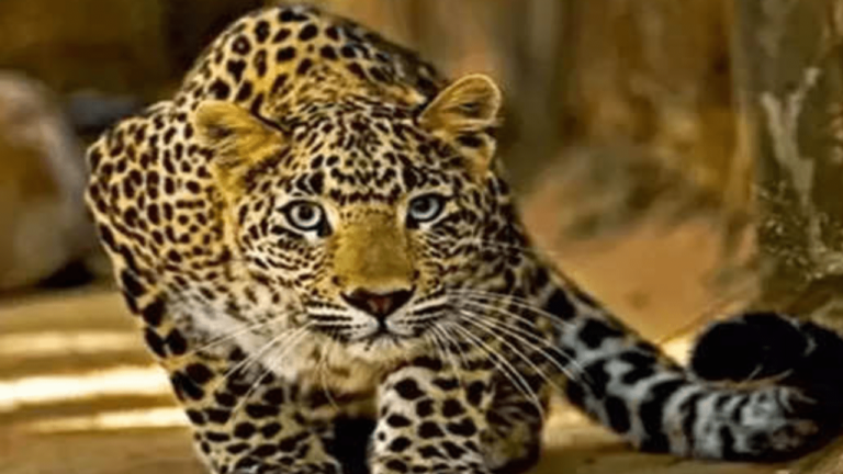 Leopard