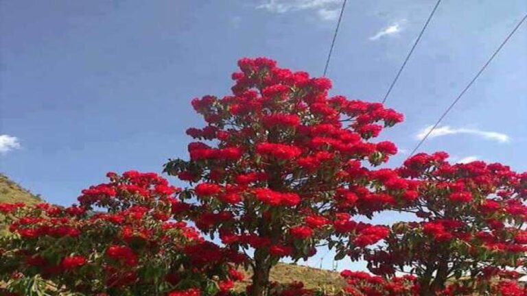 दिल व कैंसर जैसी जानलेवा बीमारियों की दवा बनाने में काम आता है, हिमाचल का राजकीय पुष्प बुरांश