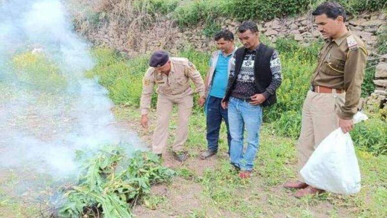 कुल्लू जिले में लहलहा रही थी अवैध अफीम की खेती, पुलिस ने नष्ट किए 47 हजार पौधे