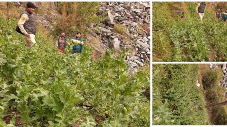 कुल्लू। कुल्लू पुलिस द्वारा अफ़ीम की अवैध खेती को नष्ट करने का अभियान चलाया जा रहा हैl इसी अभियान में दो दिनों में कुल्लू पुलिस ने 32125 अफ़ीम के पोधे नष्ट किए। पहले मामले में 26 अप्रैल को थाना पतलीकुहल पुलिस की टीम ने बोरी सबकन डमचीन गांव के पास वन विभाग की जमीन में उगाई हुई लगभग 7,125 अफीम के अवैध पौधों को बरामद कर के नष्ट किया तथा इस संदर्भ में नामालूम व्यक्ति के खिलाफ अभियोग दर्ज किया गया है। अभियोग में आगामी अन्वेषण जारी है। वहीं एक अन्य मामले में 27 अप्रैल को थाना सैन्ज पुलिस की टीम ने मैल में करीब दो बीघा जमीन में उगाई हुई लगभग 26,000 अफीम के अवैध पौधों को बरामद करके नष्ट किया तथा इस सन्दर्भ में अभियोग दर्ज किया गया है। जांच के दौरान प्रारम्भिक तौर पर यह अवैध खेती राज कुमार निवासी मैल तहसील सैन्ज के द्वारा करनी पाई जा रही है। पुलिस द्वारा आरोपी के खिलाफ मामला दर्ज कर में आगामी कार्रवाई जारी है।