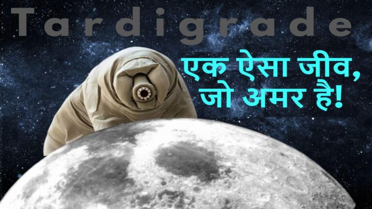 Tardigrade Immortal