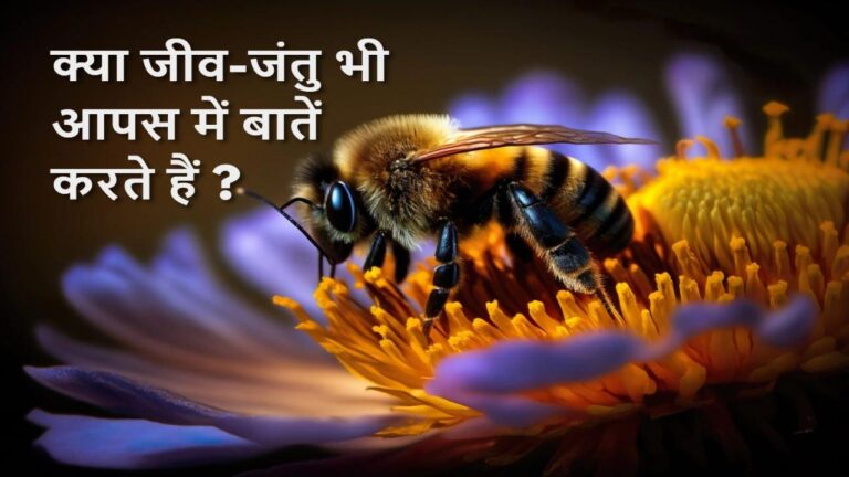 Do Animals Talk To Each Other