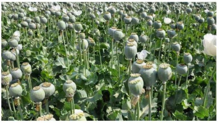 अफीम की खेती