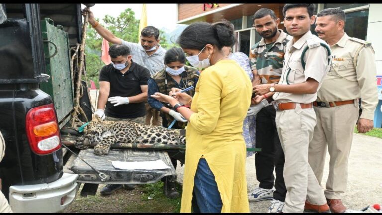 चंबा: धुलारा के द्रमनाला गांव में नर तेंदुआ का वन विभाग ने किया रेस्क्यू