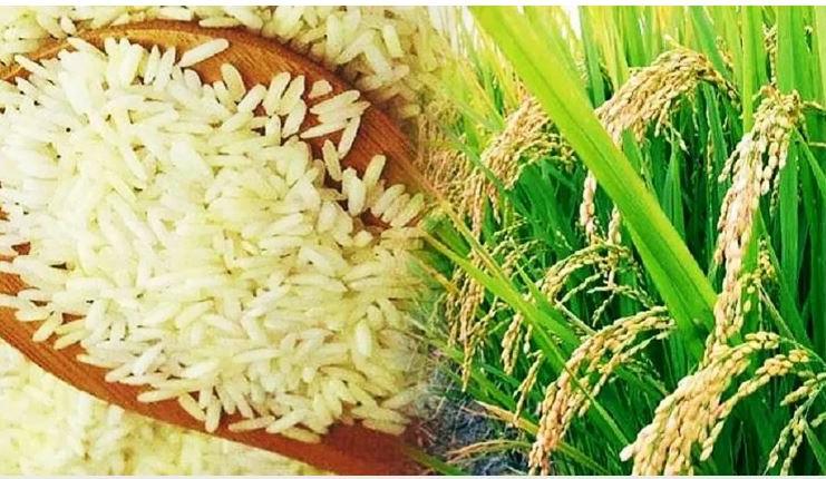 जानिए भारत ने क्यों लगाया गैर-बासमती सफेद चावल के निर्यात पर प्रतिबंध, बढ़ी दुनिया की चिंता