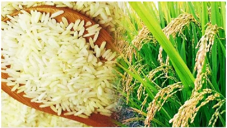 जानिए भारत ने क्यों लगाया गैर-बासमती सफेद चावल के निर्यात पर प्रतिबंध, बढ़ी दुनिया की चिंता