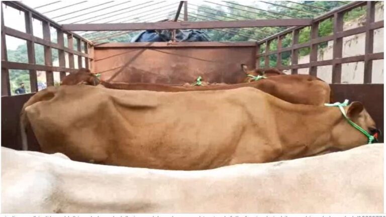 बजरंग दल के कार्यकर्ताओं ने बिलासपुर में पकड़ा पशुओं से भरा एक ट्रक व दो जीप