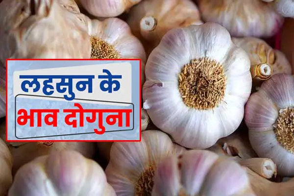 Garlic Price Hike in india