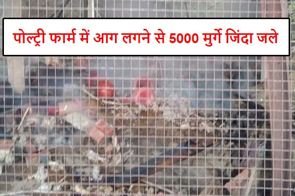 Poultry Farm Fire: Hamirpur News: पोल्ट्री फार्म में भीषण आग लगने से 5000 मुर्गे जिंदा जले