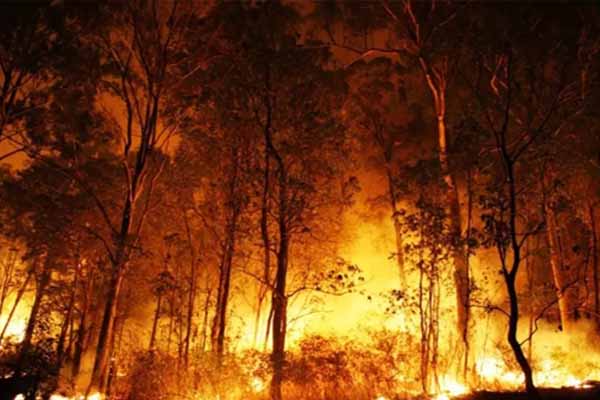 Forest Fire in manali