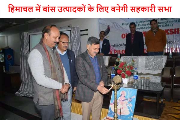 Cooperative society will be formed for bamboo growers in Himachal Pradesh