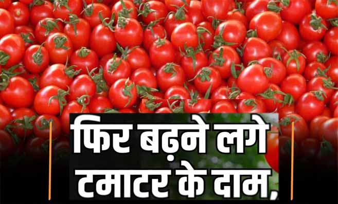 Tomato Price Increase: टमाटर की कीमतों में लगातार उछाल, आने वाले दिनों में 200 रुपये प्रति किलो हो सकते हैं दाम
