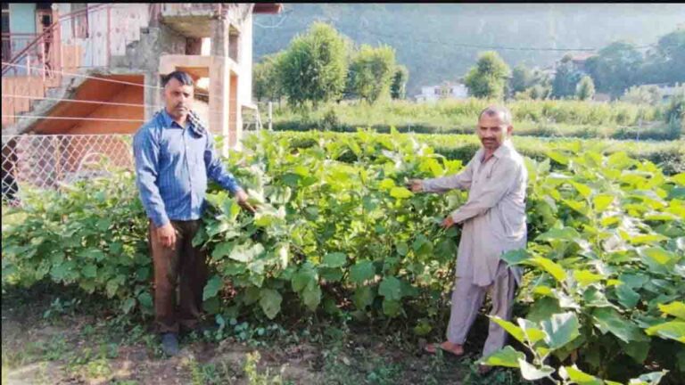 Chamba: मदन कुमार के लिए वरदान साबित हो रही है कृषि विभाग की योजनाएं