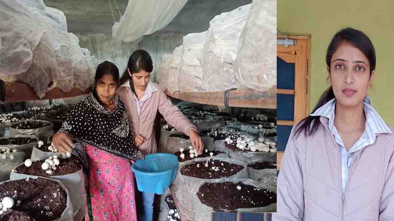 Hamirpur News: मशरूम प्लांट लगाने वाली भावना की ‘भावना’ को हर कोई कर रहा सलाम