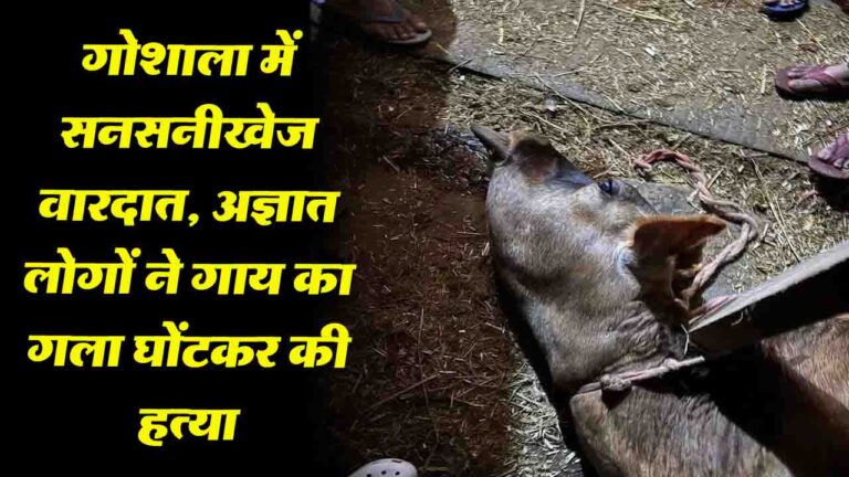 Mandi News: गोशाला में दिल दहला देने वाली वारदात, अज्ञात लोगों ने गाय का गला घोंटकर की हत्या
