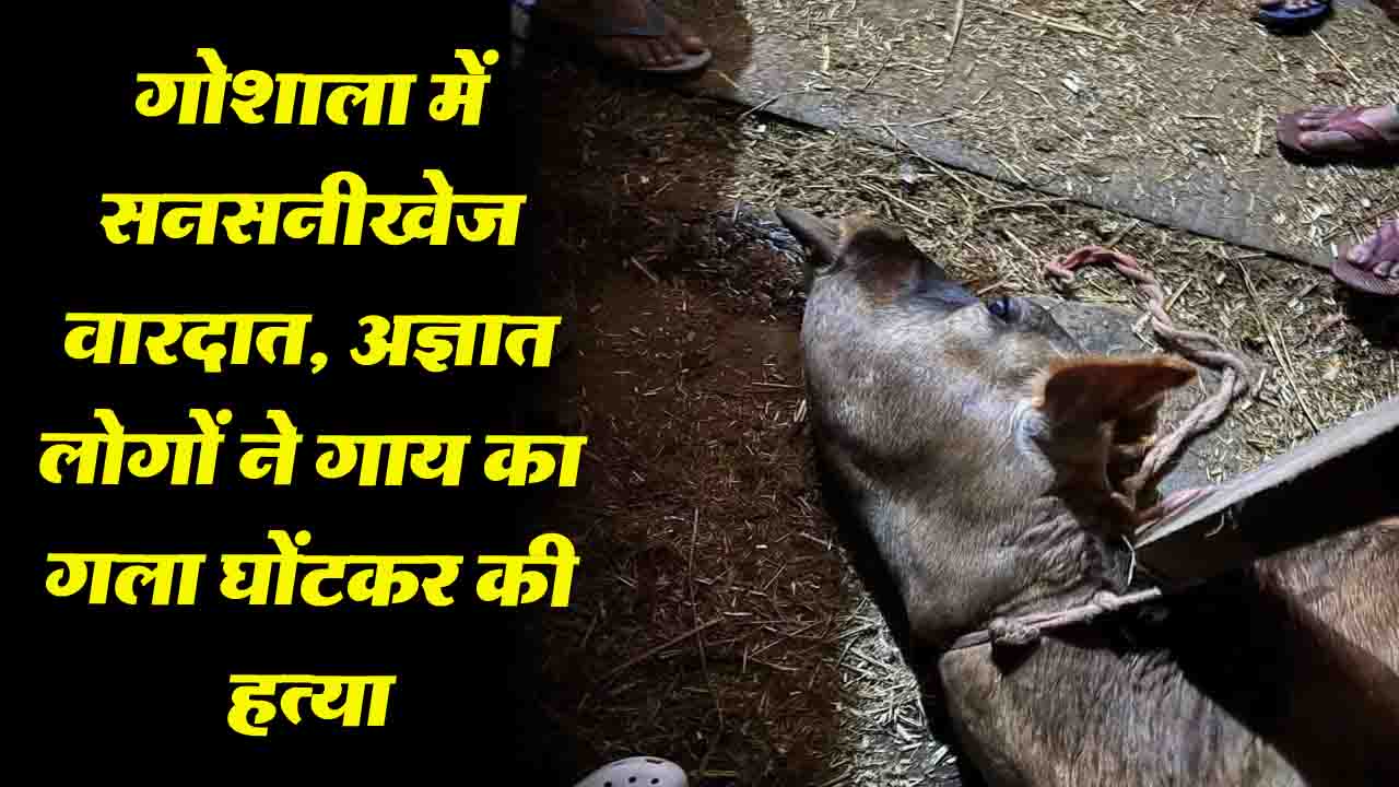 Mandi News: गोशाला में दिल दहला देने वाली वारदात, अज्ञात लोगों ने गाय का गला घोंटकर की हत्या