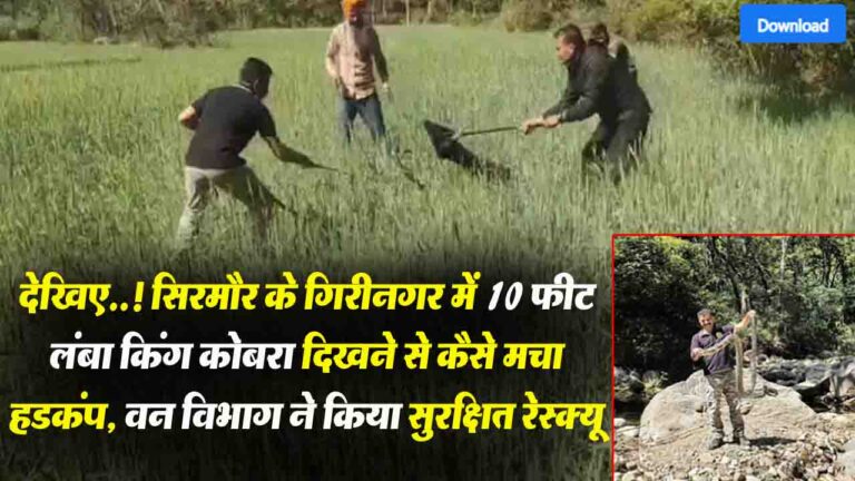 देखिए! सिरमौर के गिरीनगर में 10 फीट लंबा King Cobra दिखने से कैसे मचा हडकंप, वन विभाग ने किया सुरक्षित रेस्क्यू ..!