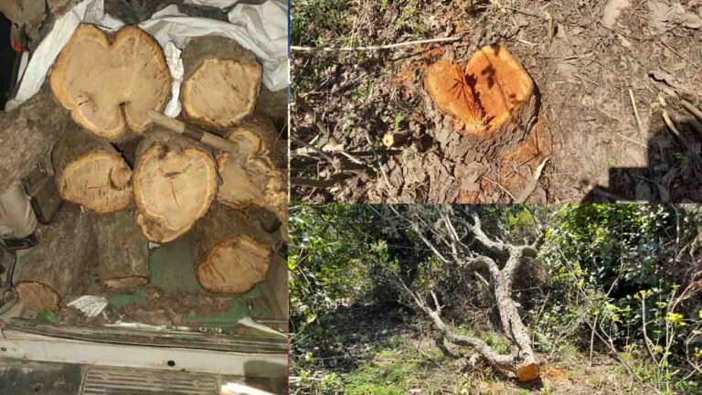 Kangra: मीडिया के जगाने पर कुमकर्ण की नींद से जागा वन विभाग, बिना नम्बर की टवेरा कार से खैर के मोछे बरामद..!