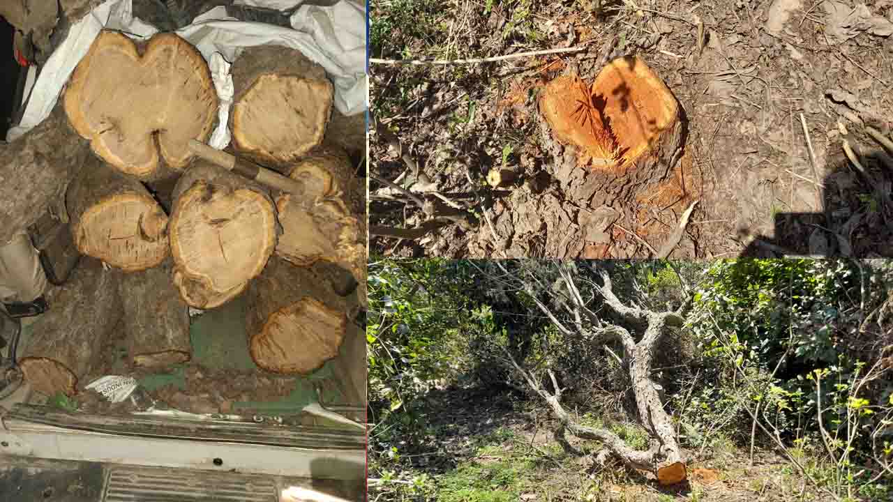 Kangra: मीडिया के जगाने पर कुमकर्ण की नींद से जागा वन विभाग, बिना नम्बर की टवेरा कार से खैर के मोछे बरामद..!