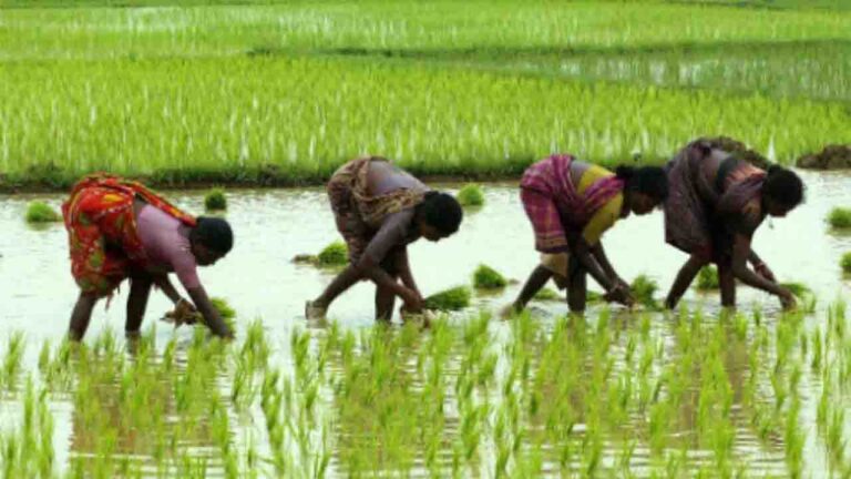 Genome Rice: ICAR ने बनाई जीनोम एडिटेड चावल की दो नई किस्में., कम पानी और कम समय में अधिक उत्पादन है इसकी खासियत