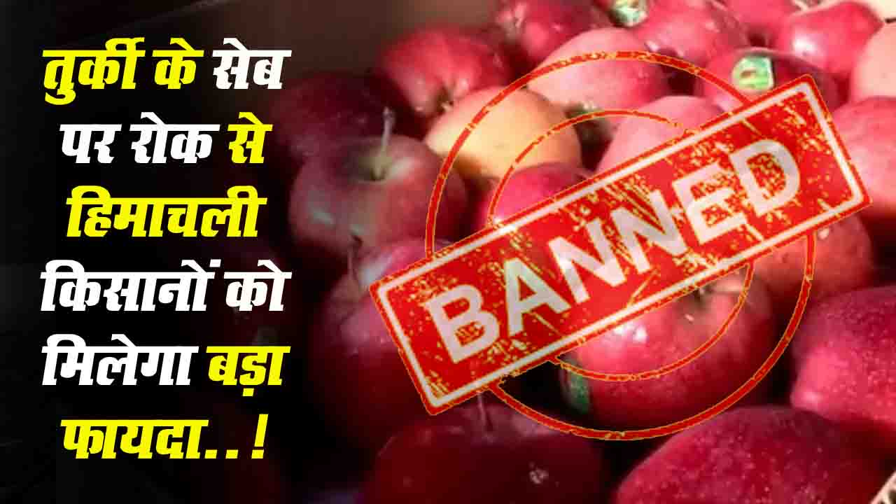 Turkey Apple: तुर्की के सेब पर रोक से हिमाचली किसानों को मिलेगा बड़ा फायदा..!
