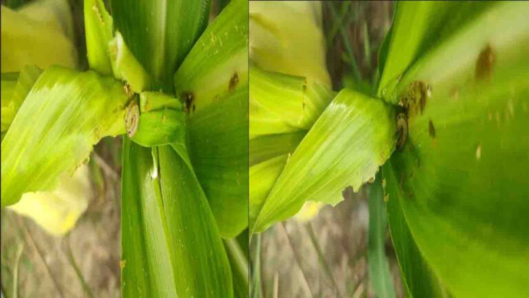 Agricultural News: मक्की की फसल में लगने वाले फॉल आर्मी वर्म की रोकथाम एवं प्रबंधन को लेकर एडवाइजरी जारी..!