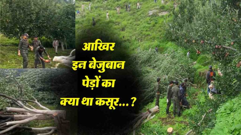 Himachal: सवाल- इन बेजुबान पेड़ों का क्या था कसूर...?, कोटखाई-जुब्बल-रोहड़ू में 3800 पेड़ो पर चलेगी कुल्हाड़ी..!