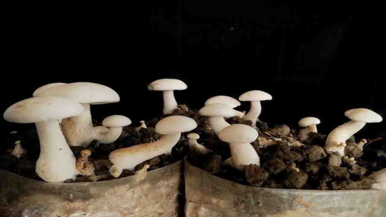 Milky Mushroom: ब्लड शुगर नियंत्रण, बेहतर सेहत और किसानों को खेती के लिए सुनहरा अवसर