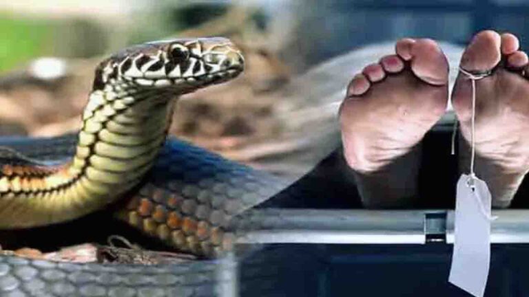 Hamirpur: रक्षाबंधन की रात बहन के घर पर सांप के काटने से भाई की मौत,