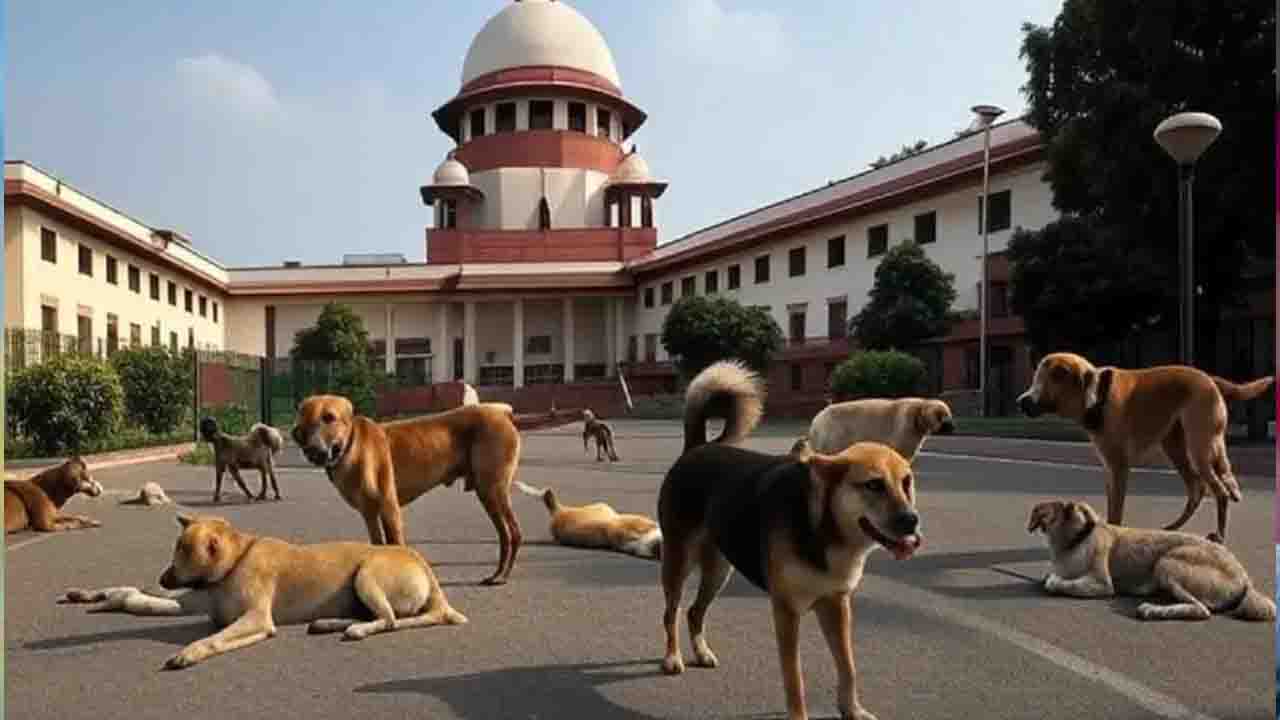 Supreme Court का निर्देश- आवारा कुत्तों की भलाई के लिए 2 लाख रुपये जमा करें NGO, वर्ना...'