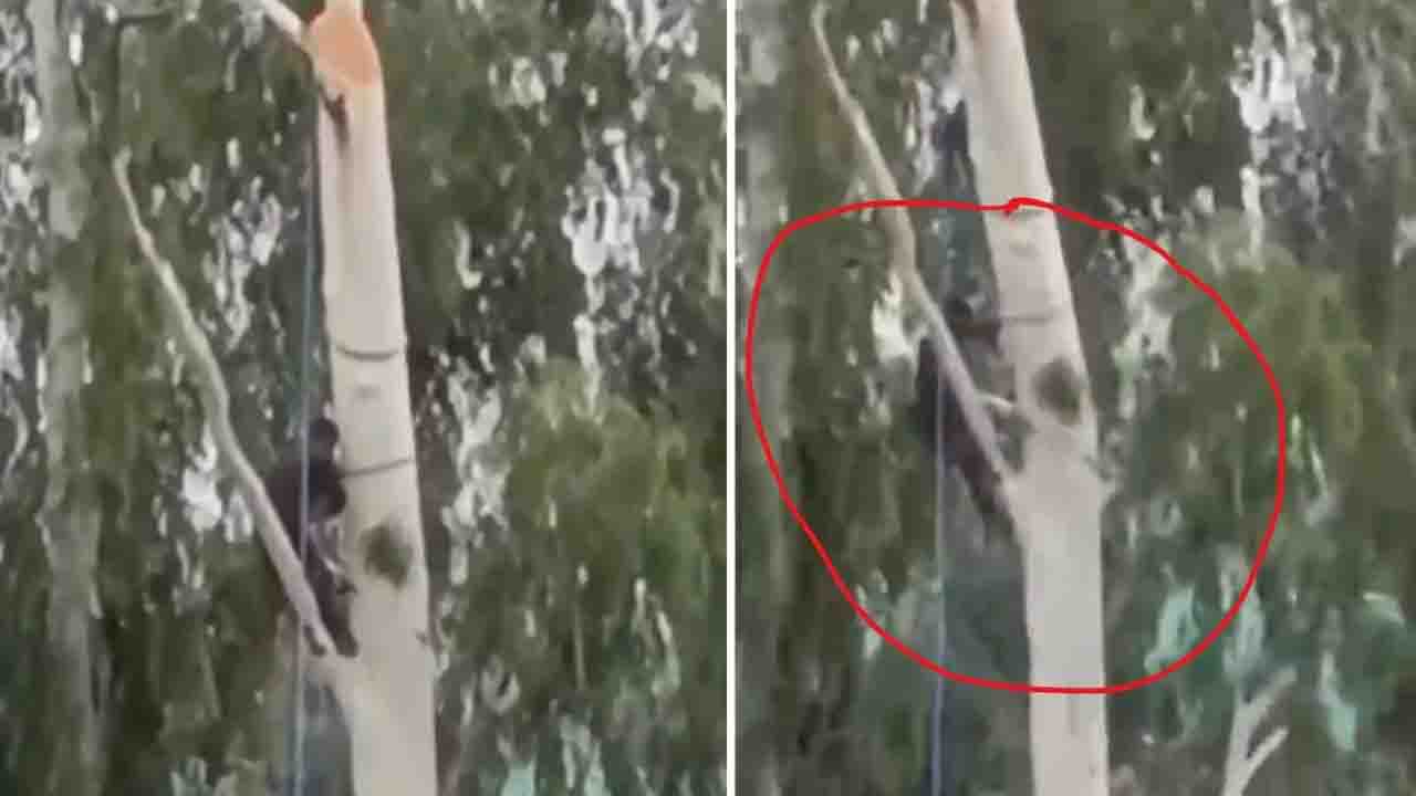 Bilaspur: पेड़ काटते समय छत पर गिरा व्यक्ति, अस्पताल में तोड़ा दम