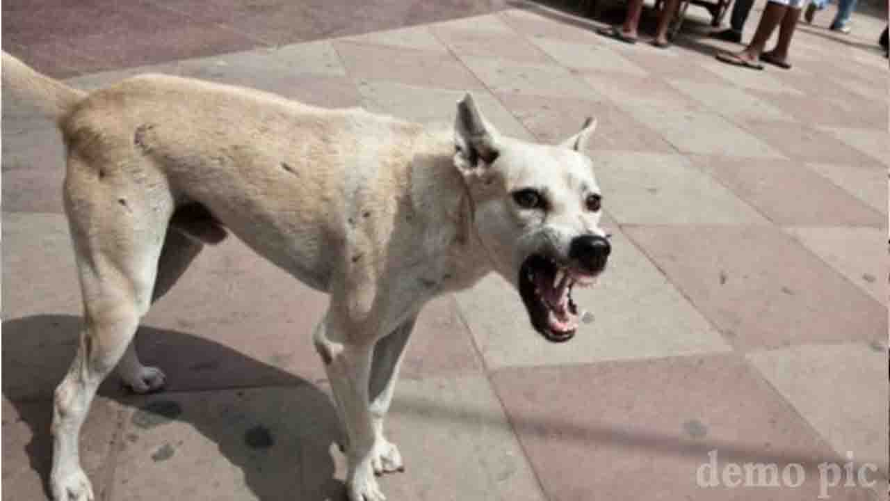 Hamirpur News: मां को लावारिस कुत्ते से बचाने की कोशिश में बेटे की मौत