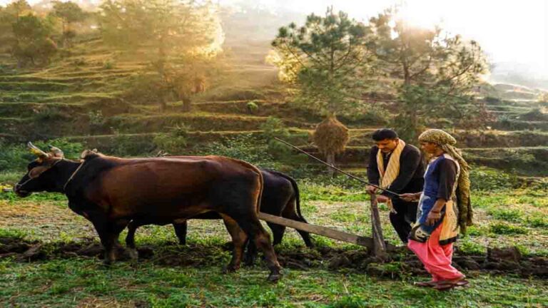 HP Natural Farming: हिमाचल में 2,22,893 किसानों ने प्राकृतिक खेती पद्धति को अपनाया, 38,437 हेक्टेयर भूमि पर हो रही प्राकृतिक खेती