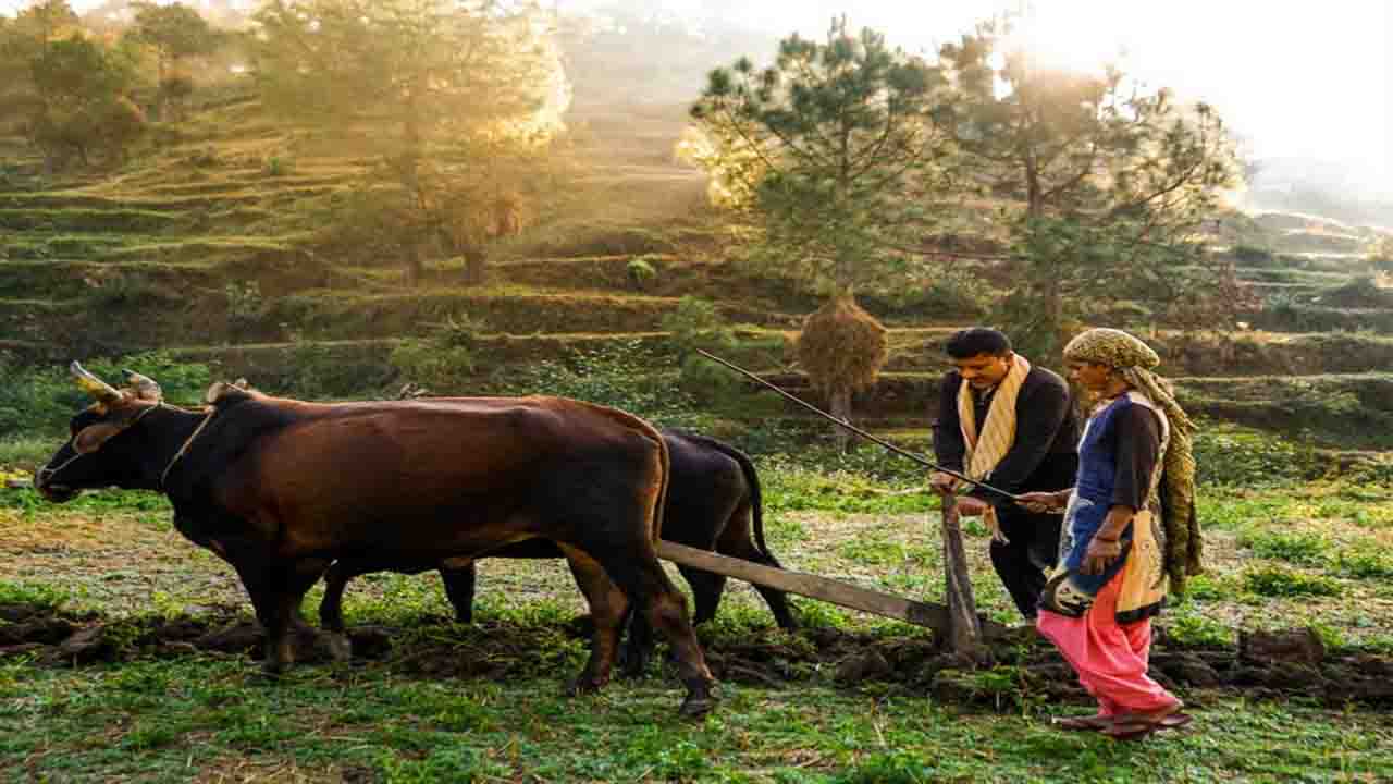 HP Natural Farming: हिमाचल में 2,22,893 किसानों ने प्राकृतिक खेती पद्धति को अपनाया, 38,437 हेक्टेयर भूमि पर हो रही प्राकृतिक खेती