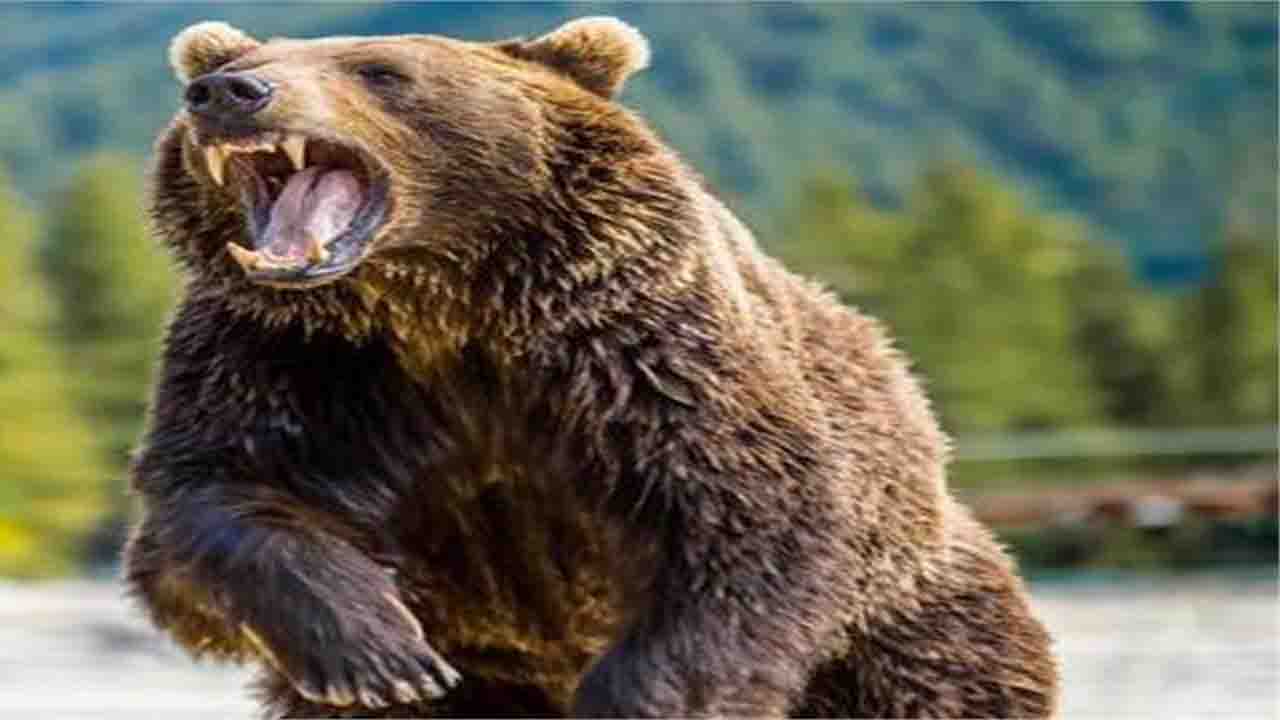 Chamba Bear Attack: चंबा के चुराह में भालू के हमले में 11 साल की बच्ची की दर्दनाक मौत, ग्रामीणों में दहशत