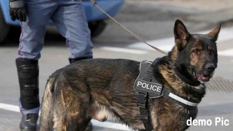 Himachal News: हिमाचल के दंपत्ति ने सैंट्रो कार की सीट में बनवाई थी 'सीक्रेट चेंबर', करोड़ों की चरस पकड कर के-9 डॉग 'अमरो' ने पलट दी बाजी!