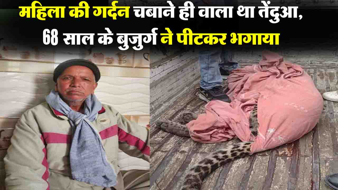 Mandi Leopard Attack: तेंदुए के जबड़े में थी महिला की गर्दन, 68 साल के बुजुर्ग ने डंडे से तेंदुए को पीटकर भगाया