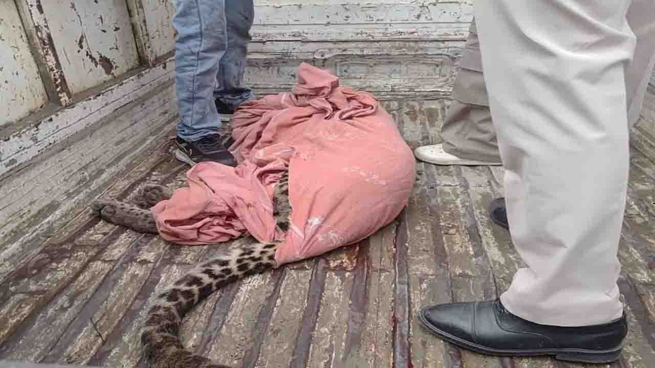 Himachal Leopard Attacked: आदमखोर तेंदुए ने 6 लोगों पर किया हमला, एक की मौत