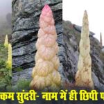 Sikkim Sundari: जानिए क्या है हिमालय की छुपी विरासत, ‘सिक्किम सुंदरी’? जिसका ज़िक्र किताबों में भी नहीं