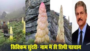 Sikkim Sundari : जानिए क्या है हिमालय की छुपी विरासत, ‘सिक्किम सुंदरी’? जिसका ज़िक्र किताबों में भी नहीं