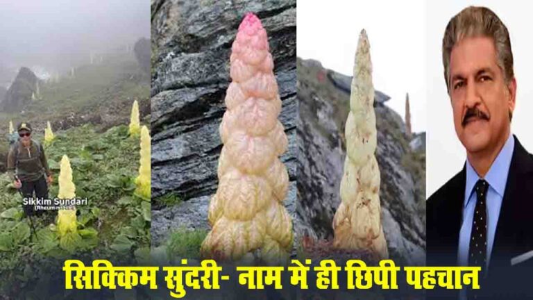 Sikkim Sundari : जानिए क्या है हिमालय की छुपी विरासत, ‘सिक्किम सुंदरी’? जिसका ज़िक्र किताबों में भी नहीं