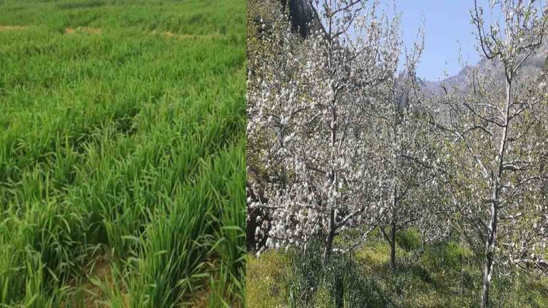 Himachal News: हिमाचल में सूखे और बर्फबारी की कमी से किसान और सेब उत्पादक चिंतित