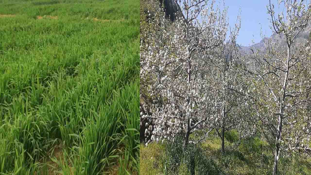 Himachal News: हिमाचल में सूखे और बर्फबारी की कमी से किसान और सेब उत्पादक चिंतित