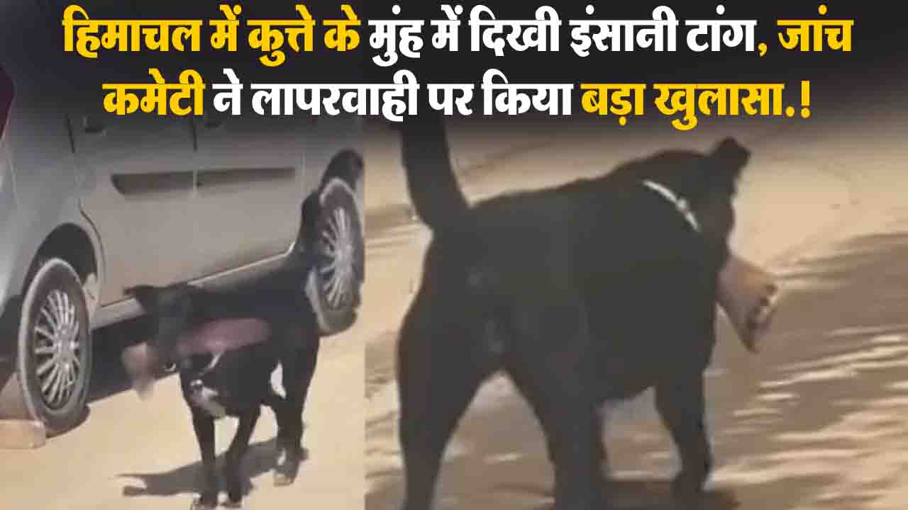 Shimla Horror: चमियाना अस्पताल में कुत्ते के मुंह में दिखी इंसानी टांग, जांच कमेटी ने लापरवाही पर किया बड़ा खुलासा