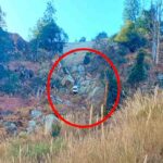 Kinnaur: किन्नौर में रहस्यमय तरीके से लियो गांव के व्यवसायी भागी राम 21 दिसंबर से लापता, परिवार ने जताई अनहोनी की आशंका 2 Kinnaur Car Accident: जानी लिंक रोड पर कार दुर्घटनाग्रस्त, चार लोगों की मौके पर मौत